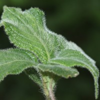 Strobilanthes calycina Nees